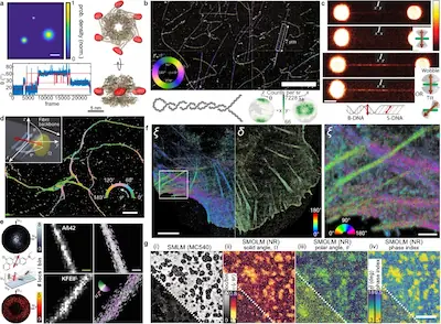 Biological applications of SMOLM