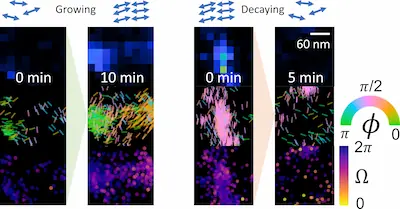Single-Molecule Orientation Imaging Reveals the Nano-Architecture of Amyloid Fibrils Undergoing Growth and Decay